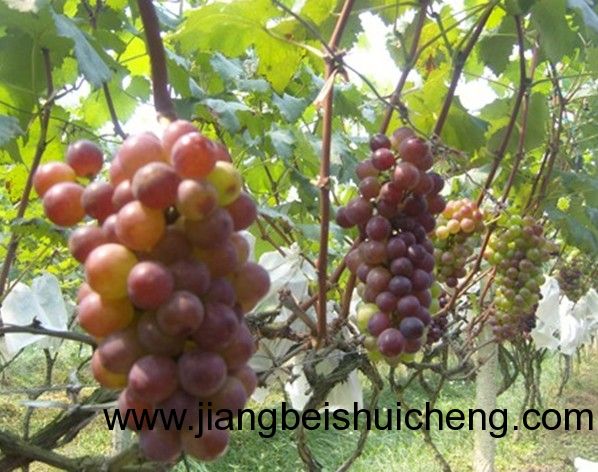 【走遍中國•景點(diǎn)篇】新疆•葡萄王樹 【走遍中國•景點(diǎn)篇】新疆•葡萄王樹